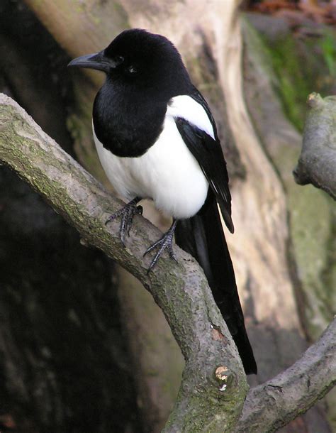 macpie|magpie wikipedia.